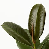 【まとめ買い】底面給水鉢の観葉植物・３号