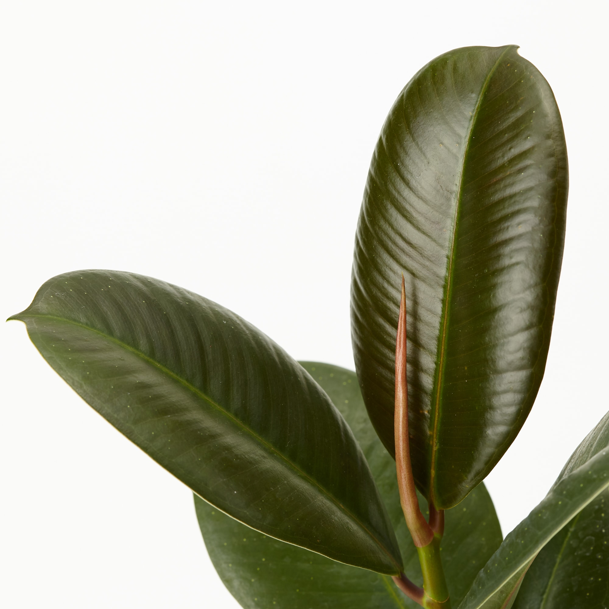 【まとめ買い】底面給水鉢の観葉植物・３号