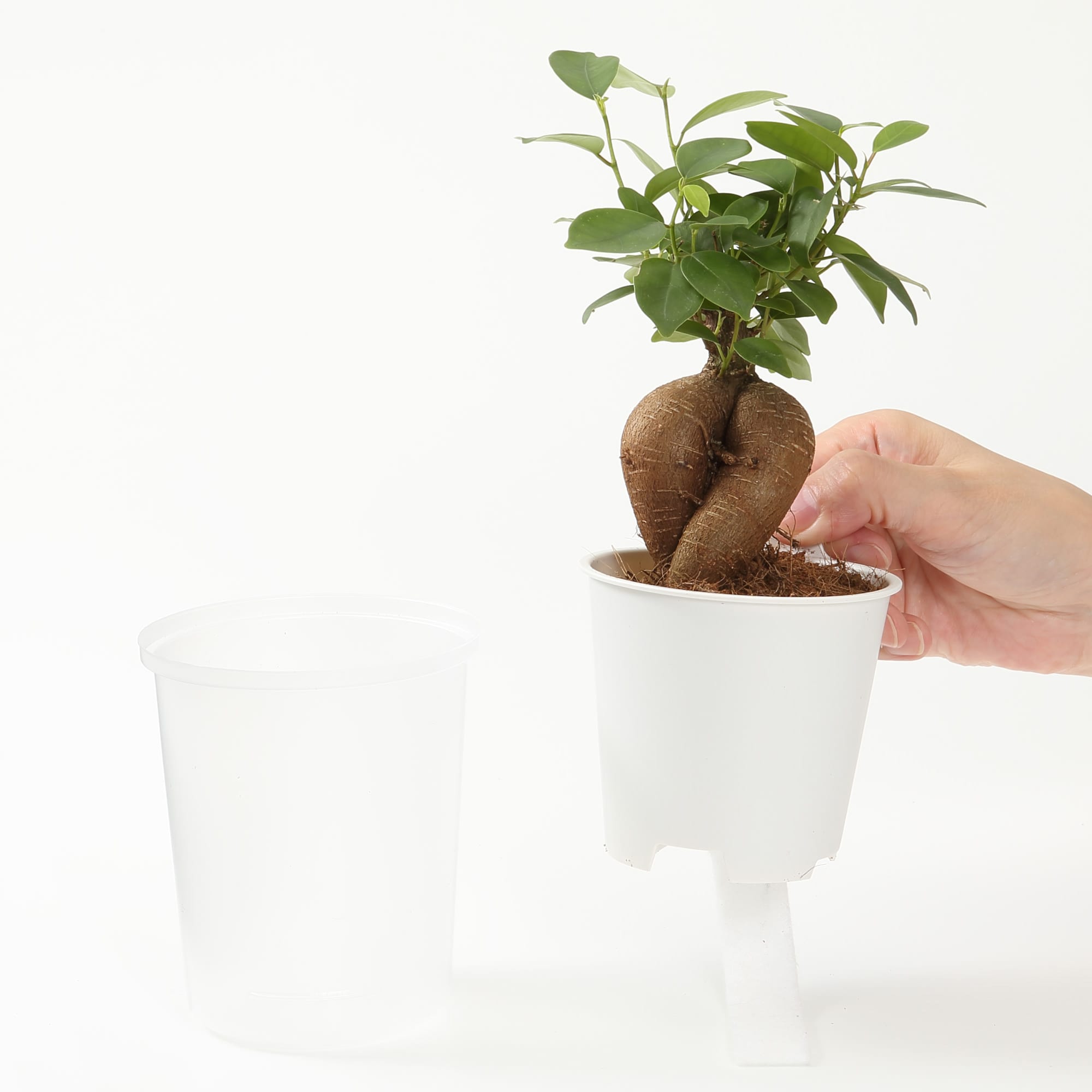 【まとめ買い】底面給水鉢の観葉植物・３号