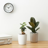 【まとめ買い】底面給水鉢の観葉植物・３号