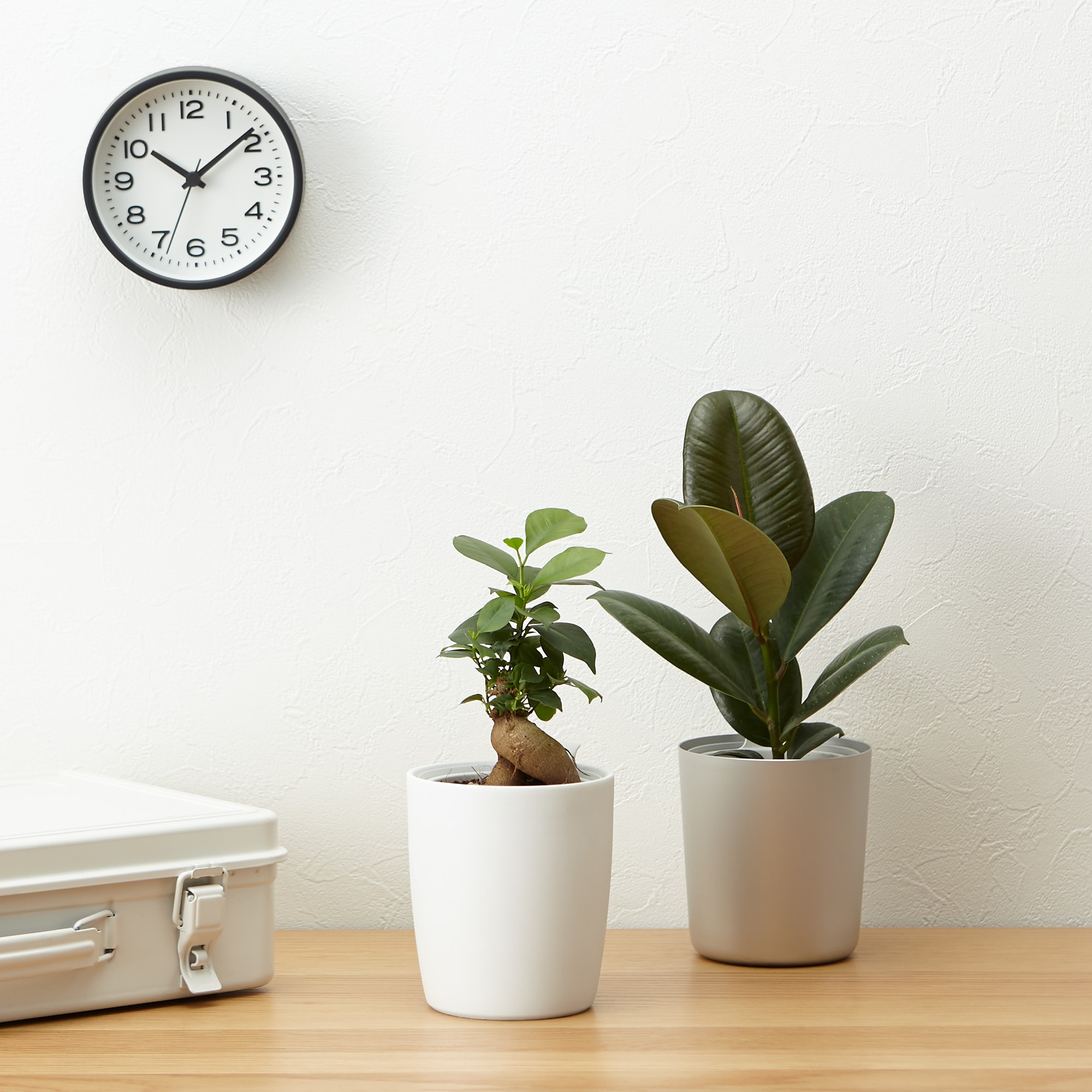 【まとめ買い】底面給水鉢の観葉植物・３号