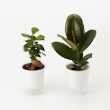 【まとめ買い】底面給水鉢の観葉植物・３号