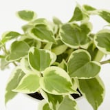 底面給水鉢の観葉植物・３号　