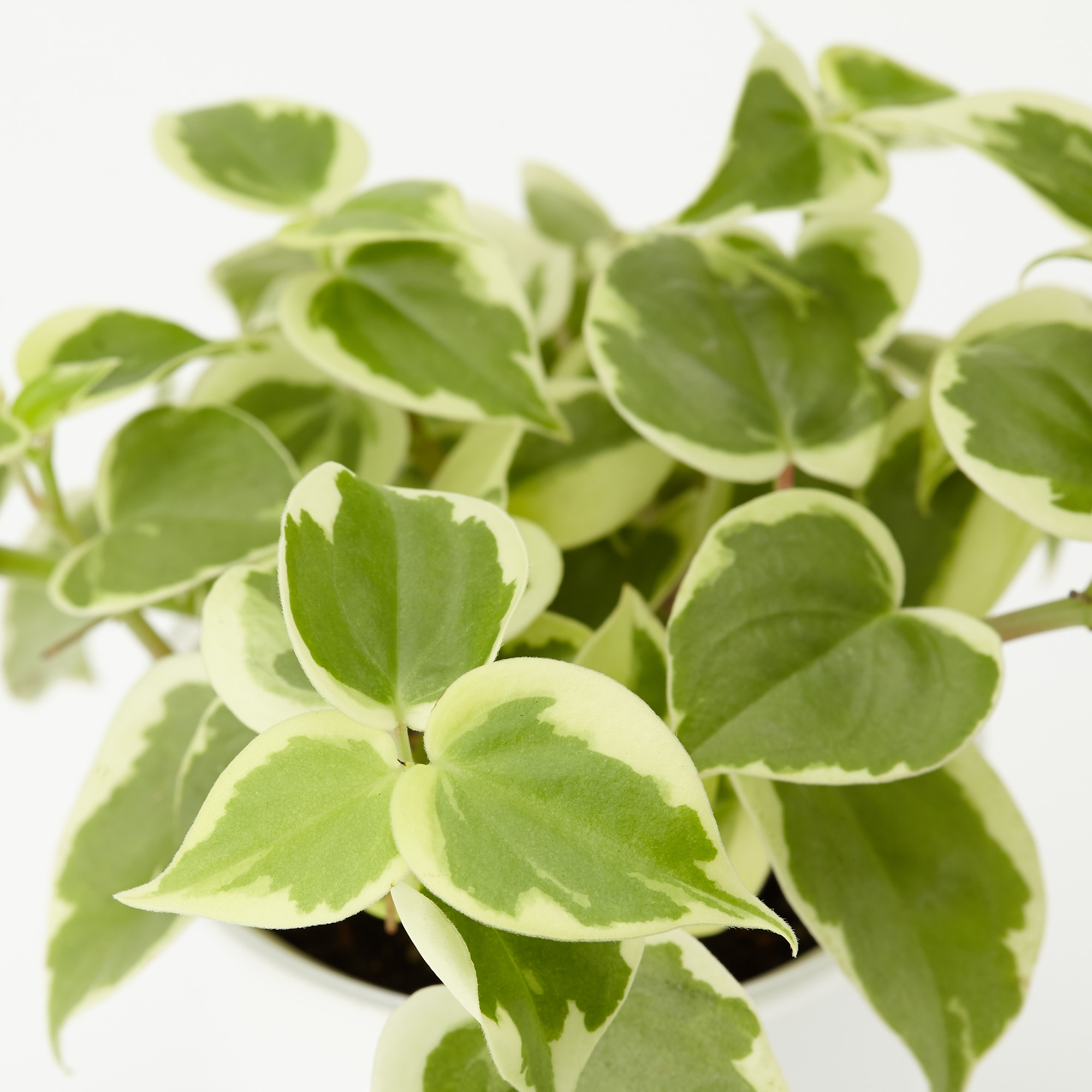 底面給水鉢の観葉植物・３号　