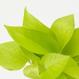 底面給水鉢の観葉植物・３号　