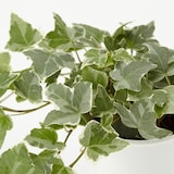 底面給水鉢の観葉植物・３号　