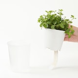 底面給水鉢の観葉植物・３号　