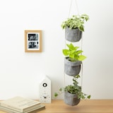 底面給水鉢の観葉植物・３号　