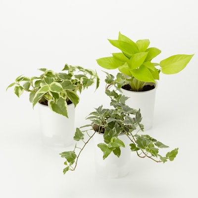 底面給水鉢の観葉植物・３号　