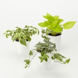 底面給水鉢の観葉植物・３号　