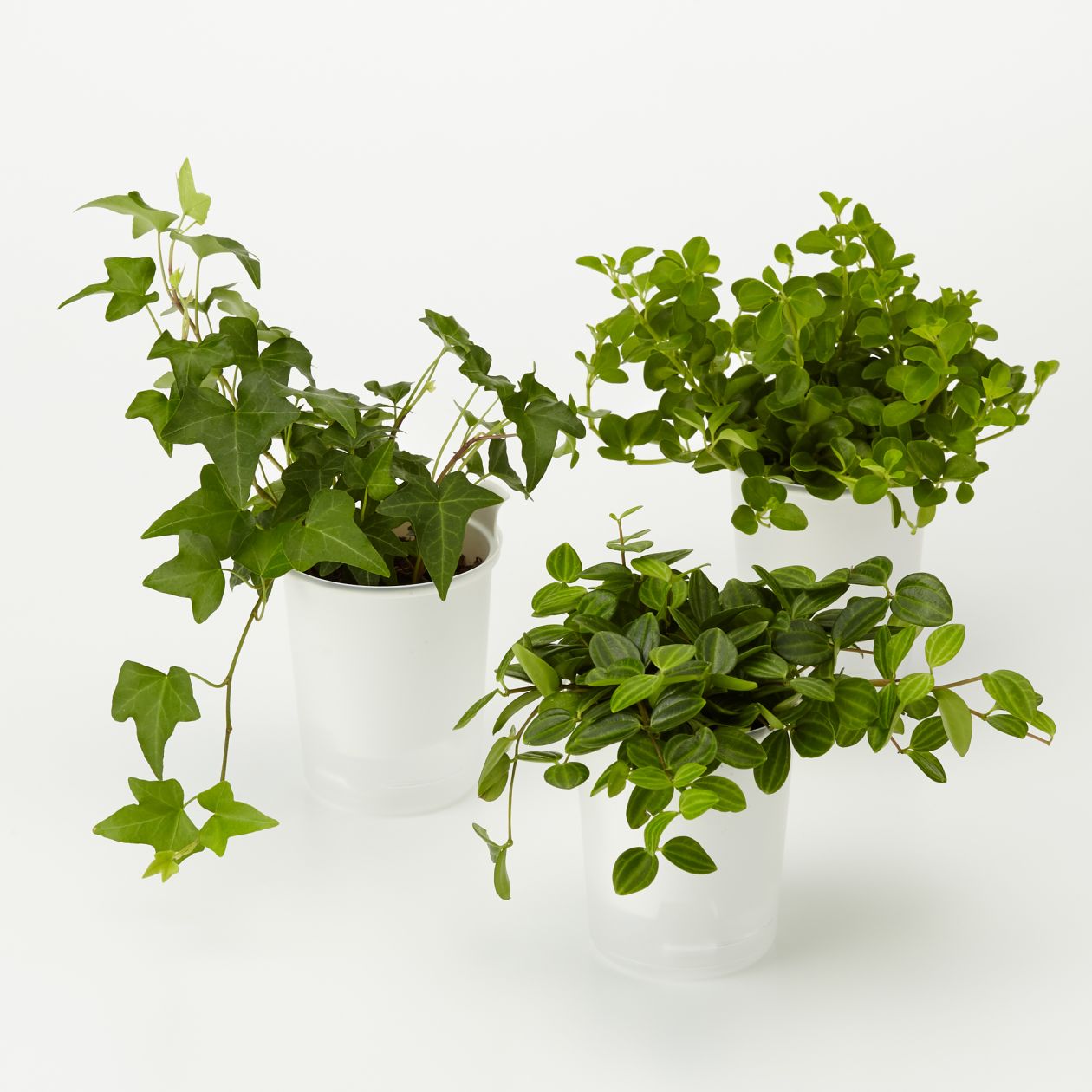 底面給水鉢の観葉植物 ３号 這性植物 ３個セット ｄ 卓上タイプ 通販 無印良品