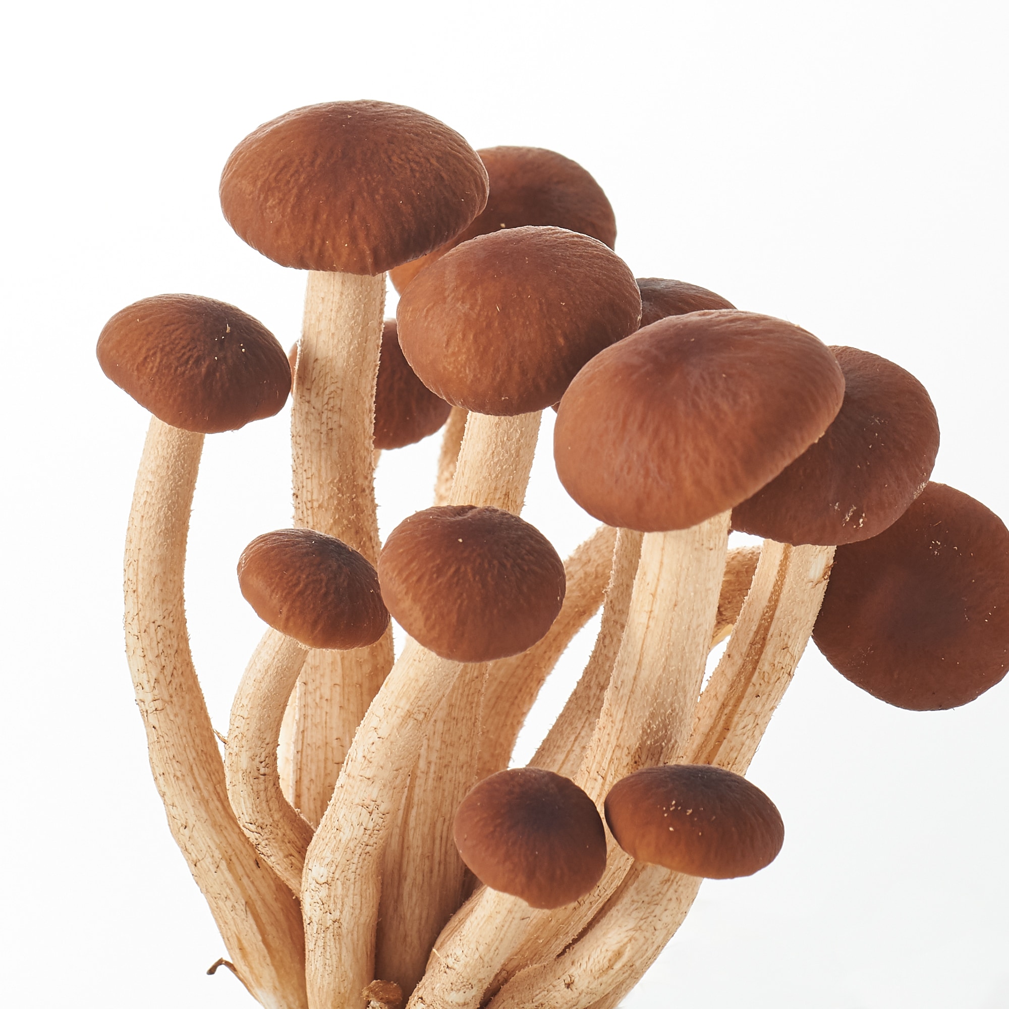 信州キノコ村産 生キノコ | 無印良品