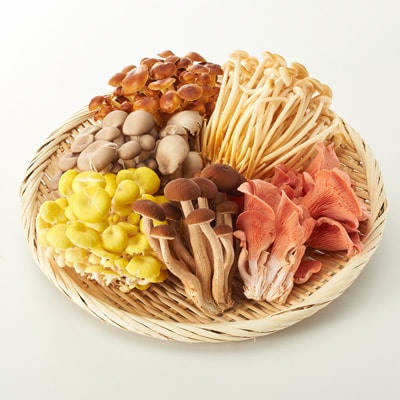 信州キノコ村産　生キノコ　（６種セット）