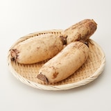 新潟県産　だるまレンコン　家庭用・約２ｋｇ