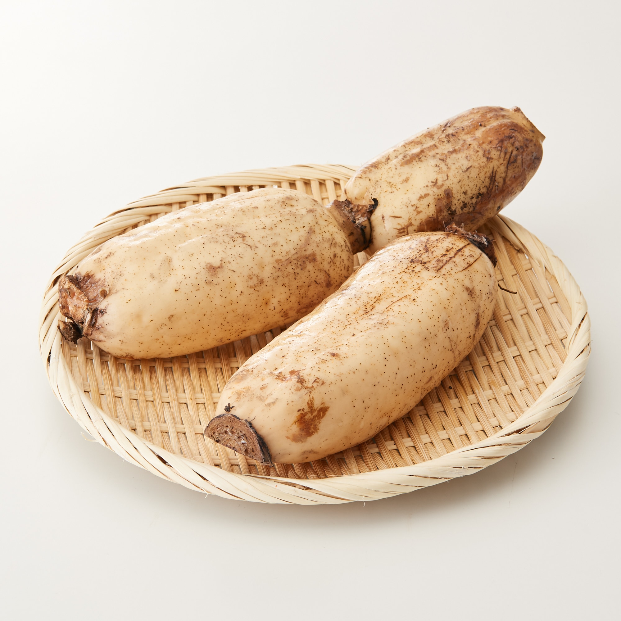 新潟県産　だるまレンコン　家庭用・約２ｋｇ