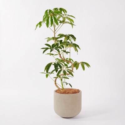 セメント鉢の観葉植物 床置きタイプ 通販 無印良品