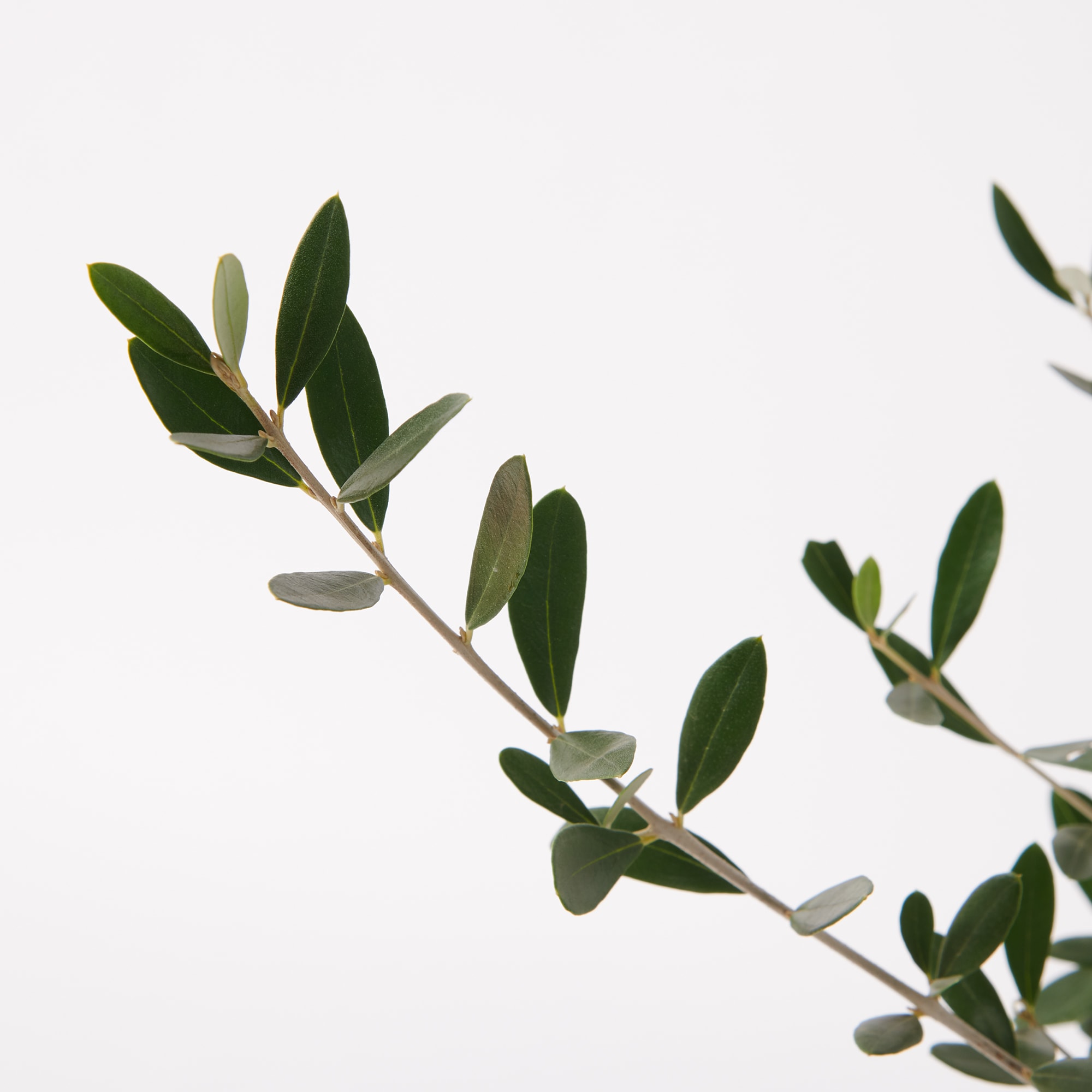 オリーブ　セメント鉢１１号