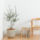 オリーブ　セメント鉢１１号