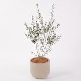 オリーブ　セメント鉢１１号