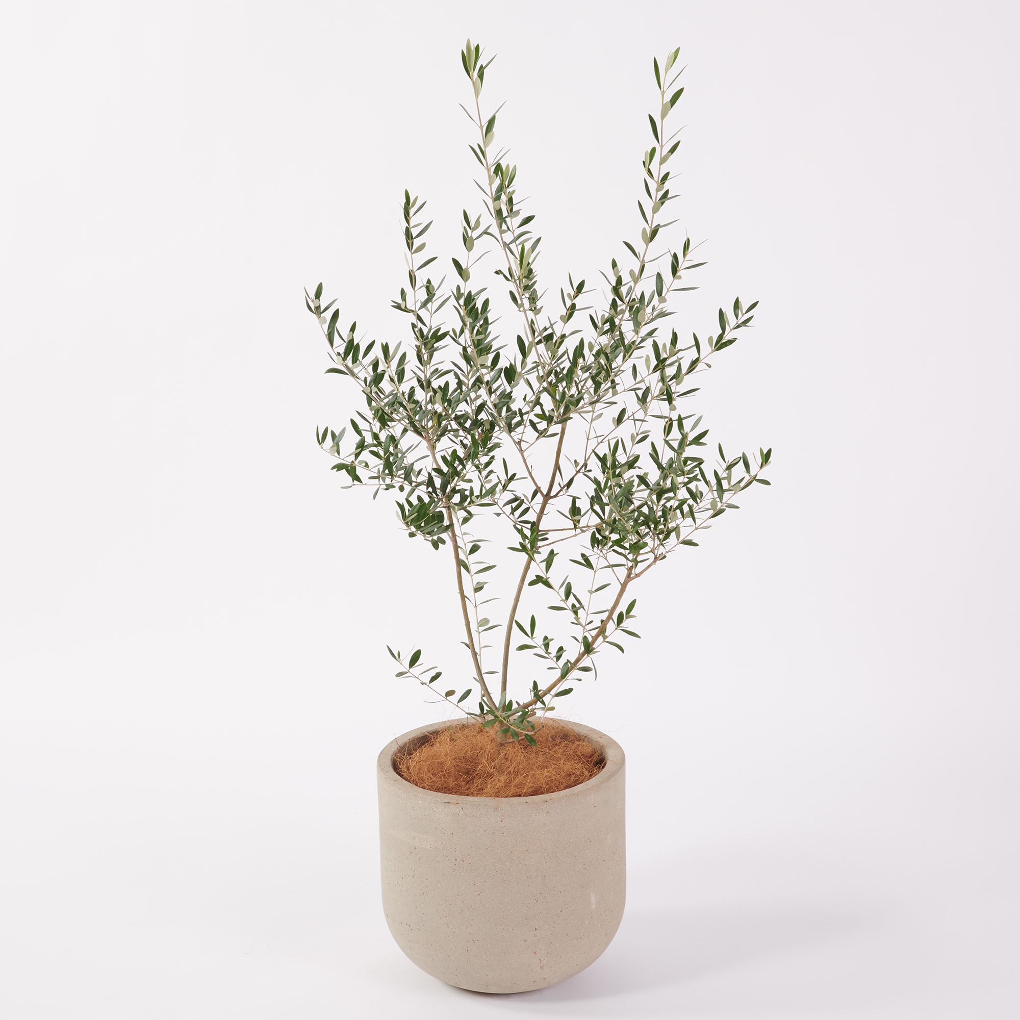 オリーブ　セメント鉢１１号