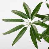 アンガスティフォリア　セメント鉢１１号