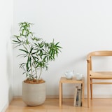 アンガスティフォリア　セメント鉢１１号