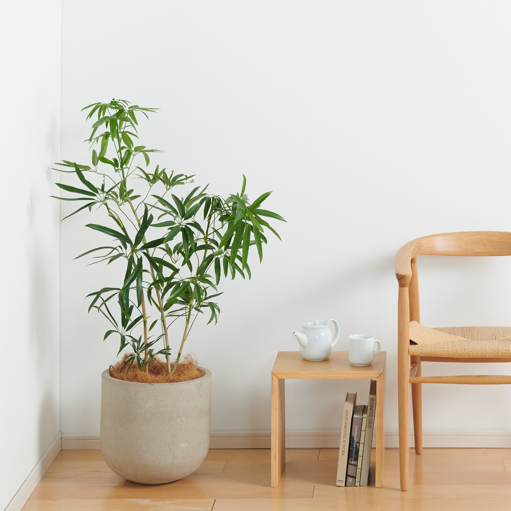 アンガスティフォリア　セメント鉢１１号