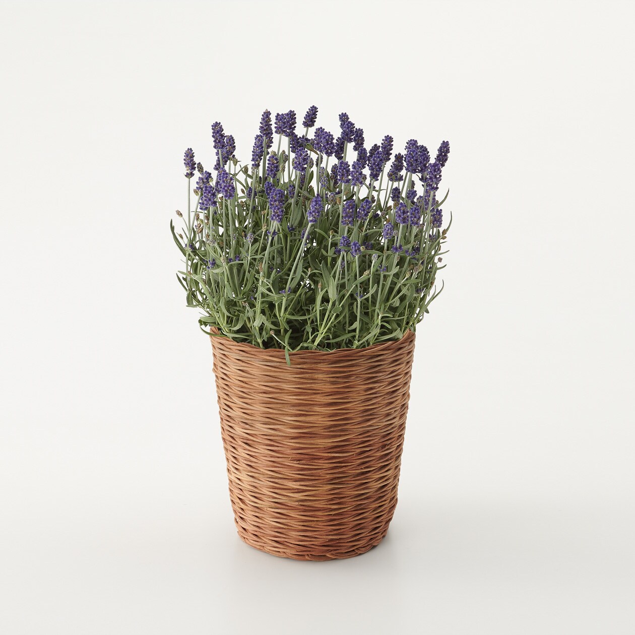 Very Goods 母の日 ラベンダー ブルー 通販 無印良品 Very Goods 母の日 ラベンダー ブルー 通販 無印良品