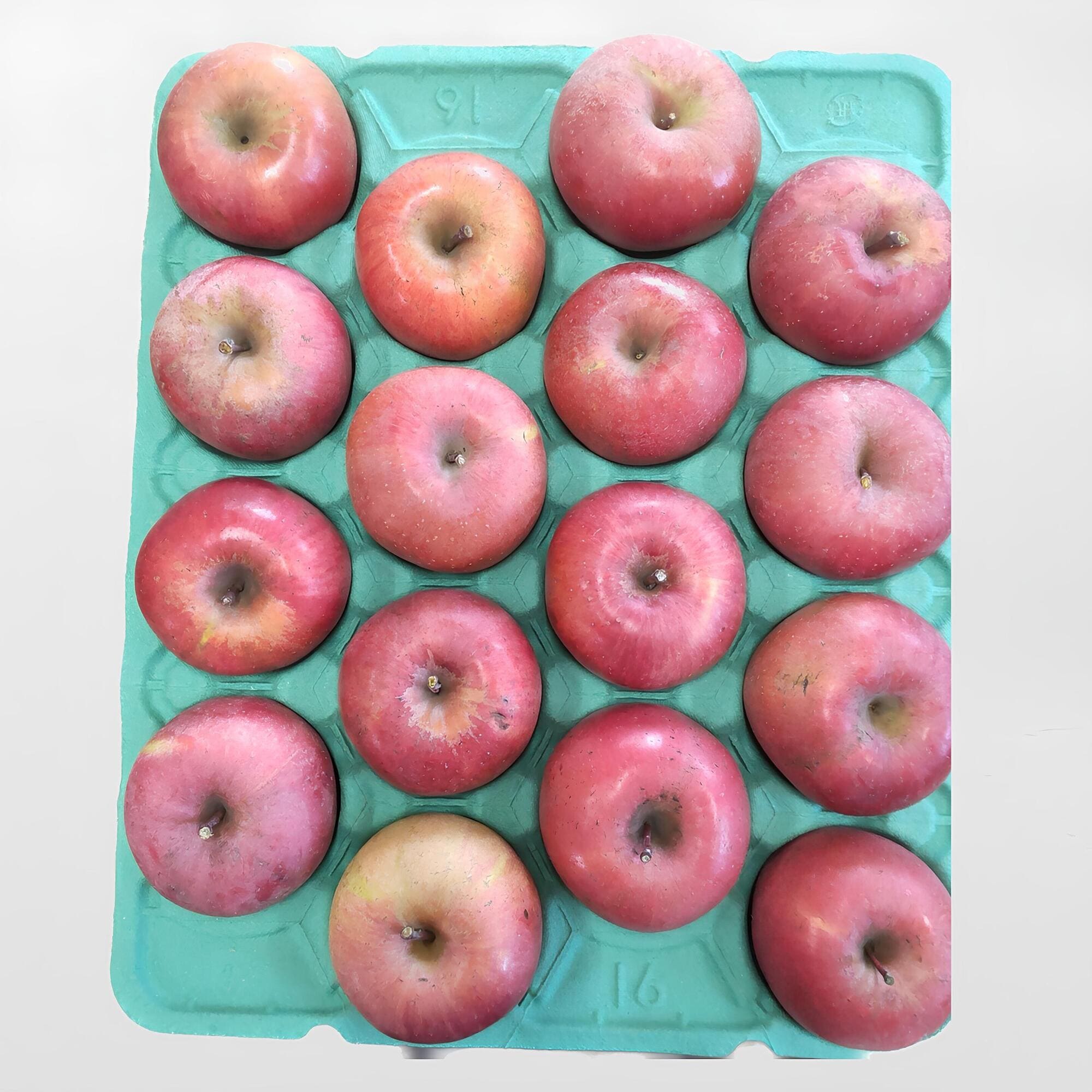 信州小布施町産　川上農園の完熟りんご「サンふじ」家庭用・約５ｋｇ（12～20玉）