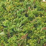 岐阜県産　飛騨山椒の「花山椒と新芽」　約１００ｇ