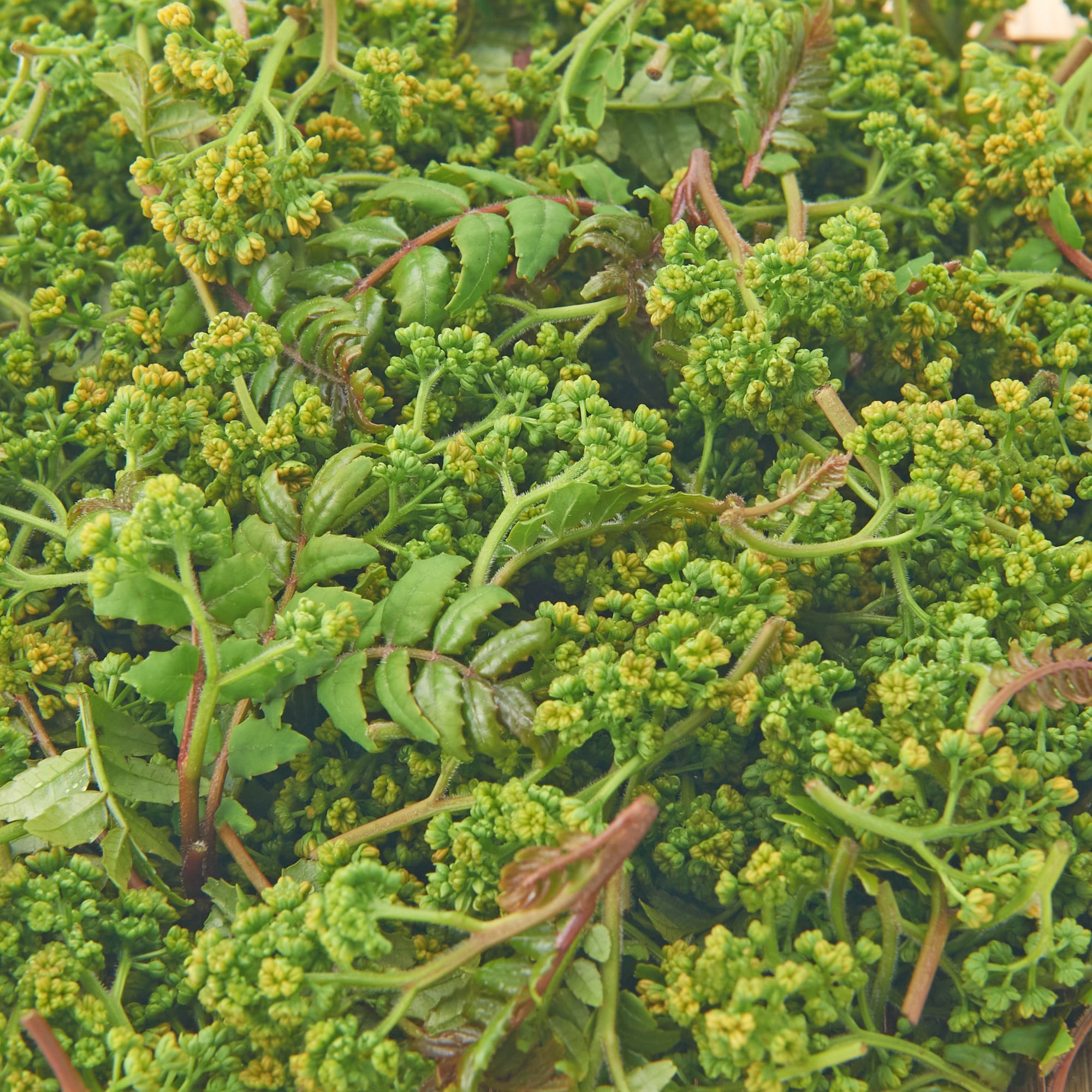 岐阜県産　飛騨山椒の「花山椒と新芽」　約１００ｇ