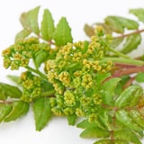 岐阜県産　飛騨山椒の「花山椒と新芽」　約１００ｇ