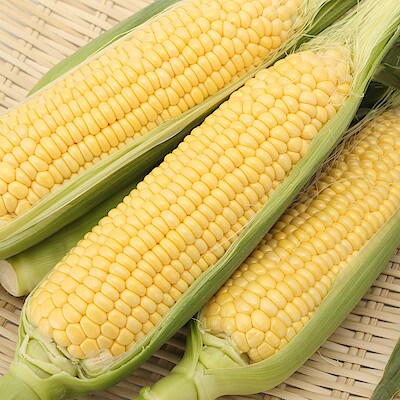 千葉県産　安西農園のとうもろこし「味来」　１０本入り