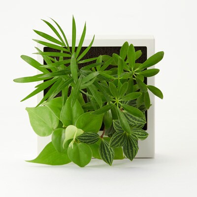 壁にかけられる観葉植物　Ａ