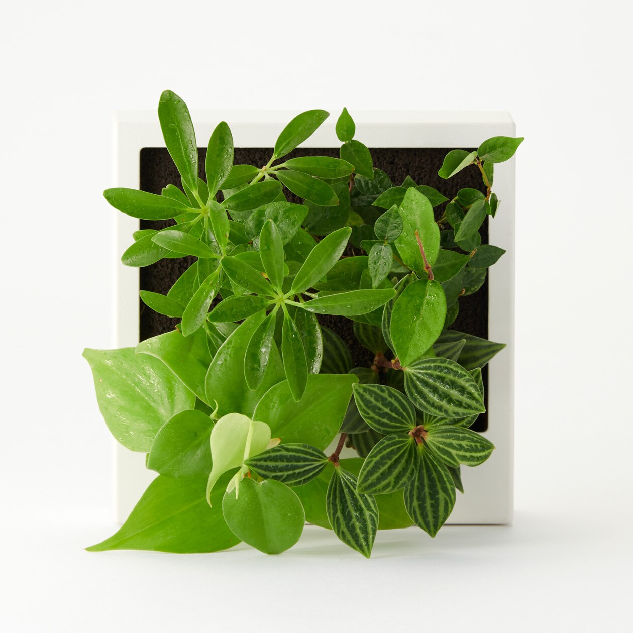 壁にかけられる観葉植物 ｂ 幅１４ ３ 奥行４ ５ 高さ１４ ３ｃｍ 壁かけタイプ 通販 無印良品