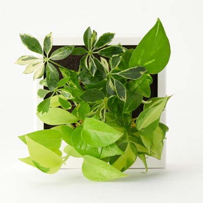 壁にかけられる観葉植物　Ｃ