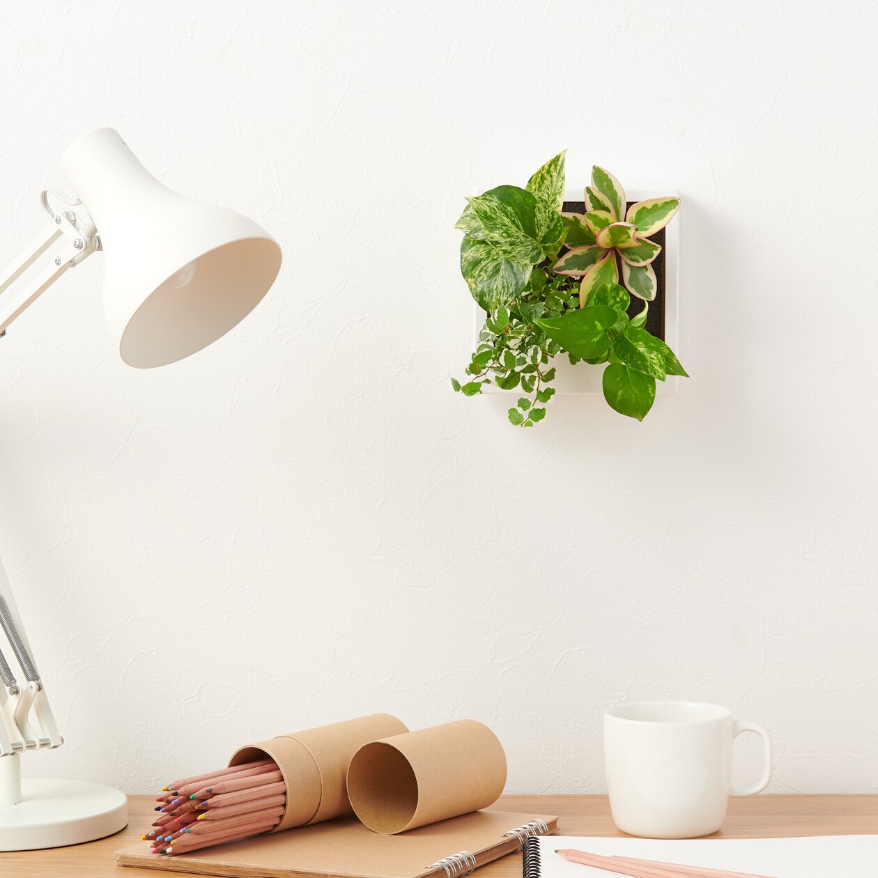 壁にかけられる観葉植物　Ｄ