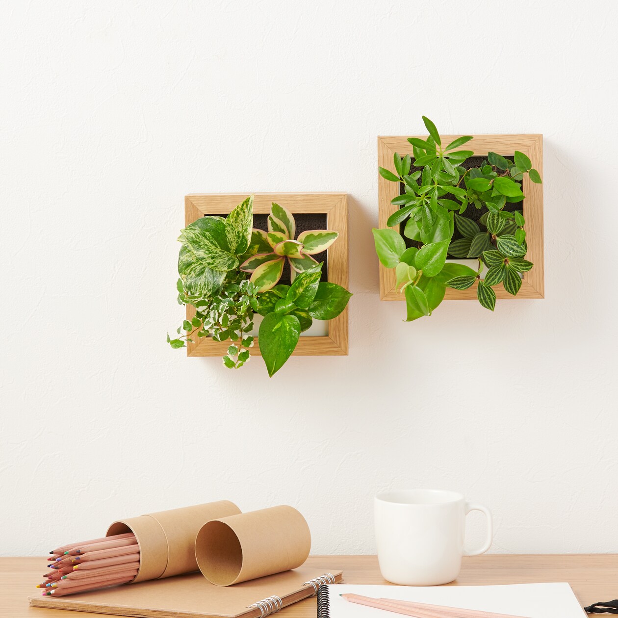 壁にかけられる観葉植物　Ｄ