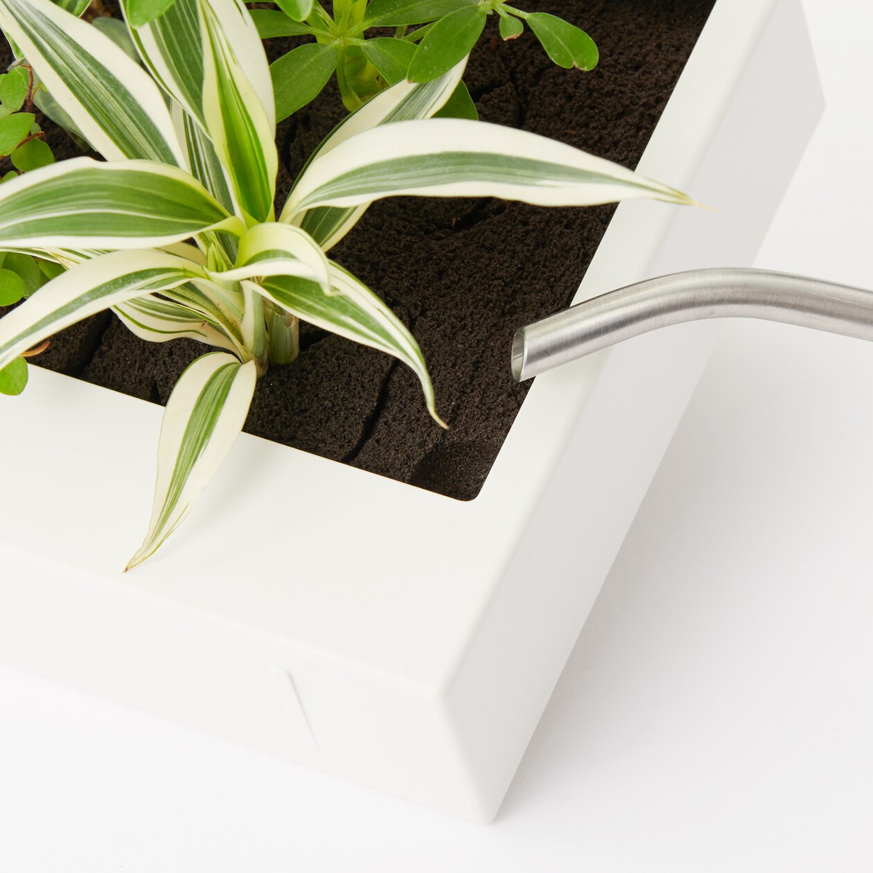 壁にかけられる観葉植物　Ｄ