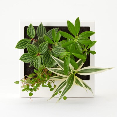壁にかけられる観葉植物　Ｅ