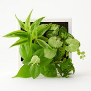 壁にかけられる観葉植物 ｃ 幅１４ ３ 奥行４ ５ 高さ１４ ３ｃｍ 壁かけタイプ 通販 無印良品