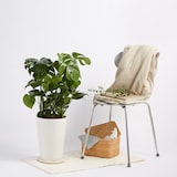 モンステラ　信楽鉢　８号