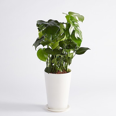 モンステラ　信楽鉢　８号