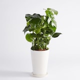 モンステラ　信楽鉢　８号