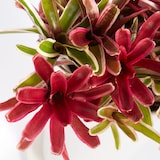 アナナスファイヤーボール　信楽鉢　８号