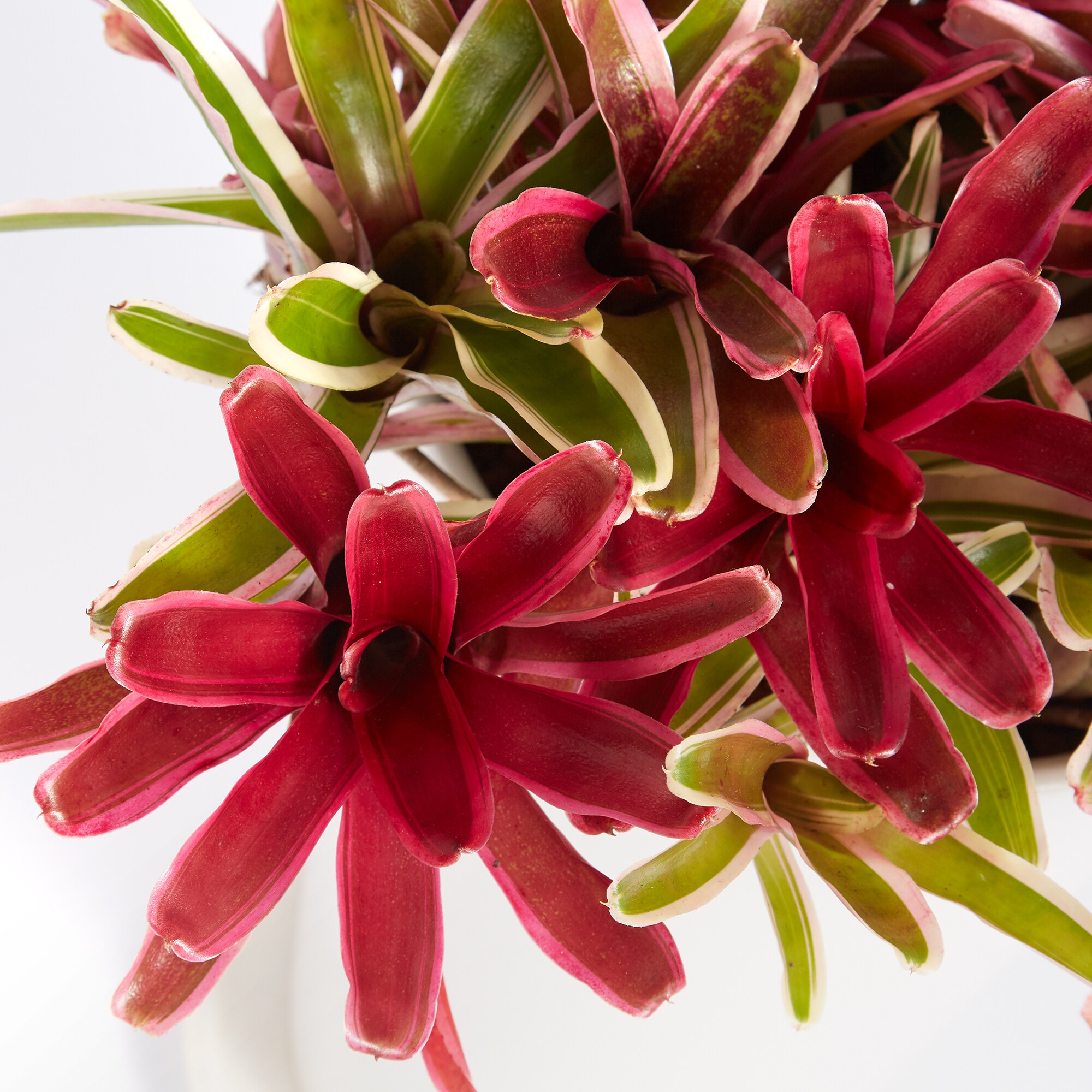 アナナスファイヤーボール　信楽鉢　８号