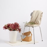 アナナスファイヤーボール　信楽鉢　８号