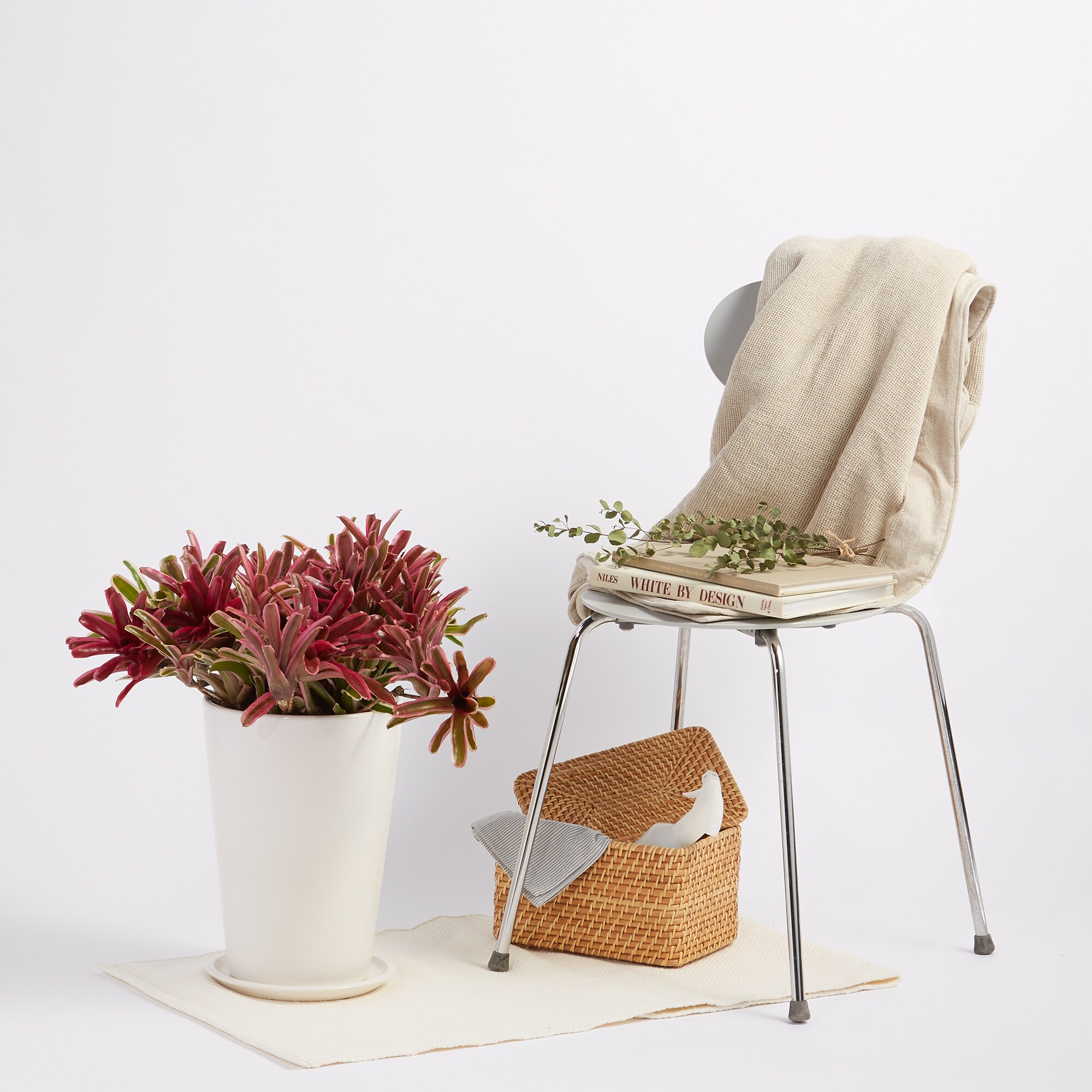 アナナスファイヤーボール　信楽鉢　８号