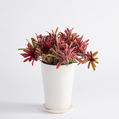 アナナスファイヤーボール　信楽鉢　８号