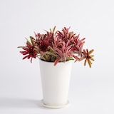 アナナスファイヤーボール　信楽鉢　８号